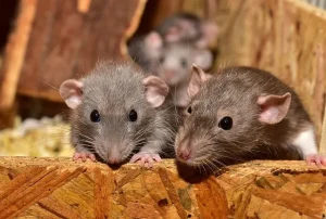 Modern Rodent Control Experts