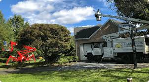 Best Tree Trimming Services Maryland