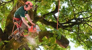 Best Tree Trimming Services Tennessee 