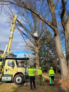 Best Tree Trimming Services Texas