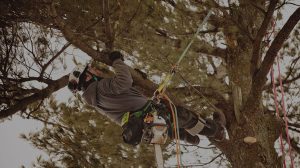 Best Tree Trimming Services Wyoming