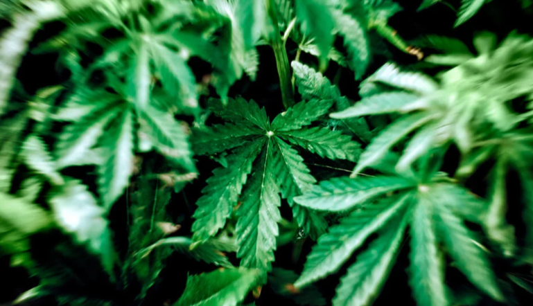 CBD Isolate in the Market