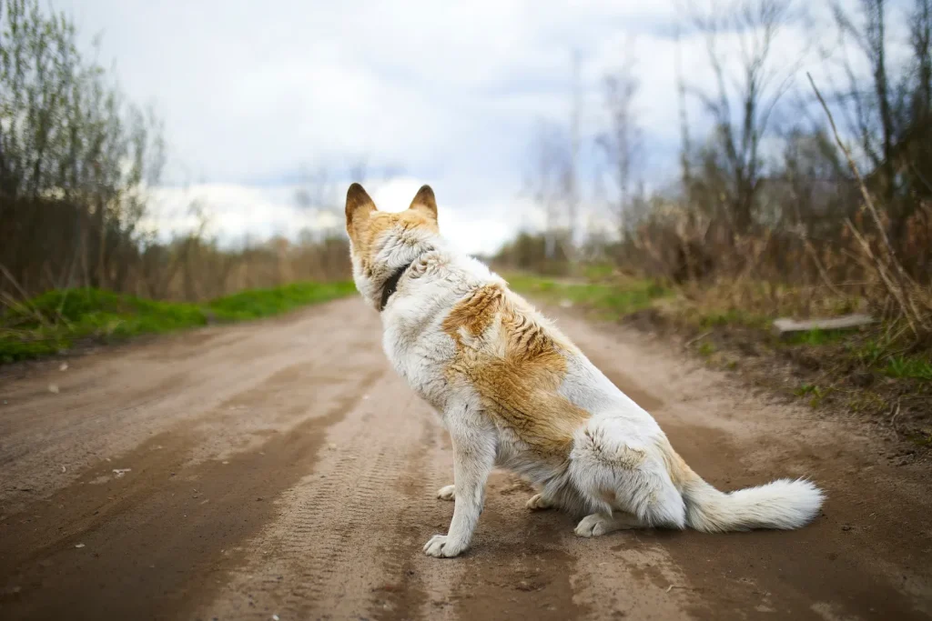 Pet Policy Problems - Set Rules Before Allowing Animals
